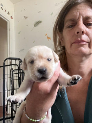 CHIOT 4