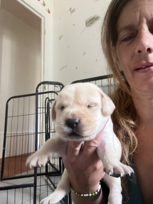 CHIOT 6