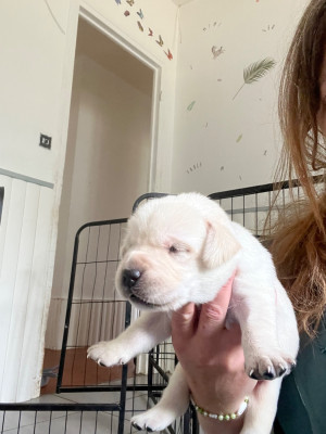 CHIOT 7
