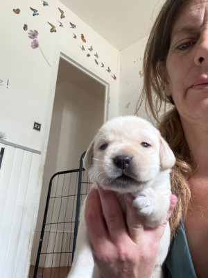 CHIOT 9