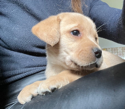 CHIOT