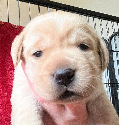 CHIOT