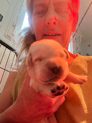 CHIOT