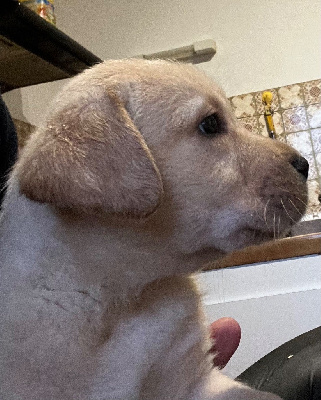 CHIOT