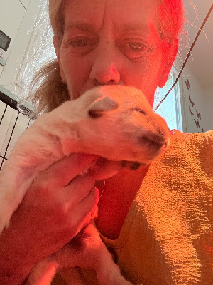 CHIOT