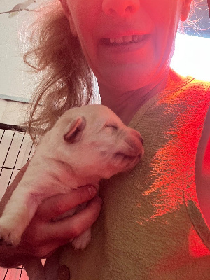 CHIOT
