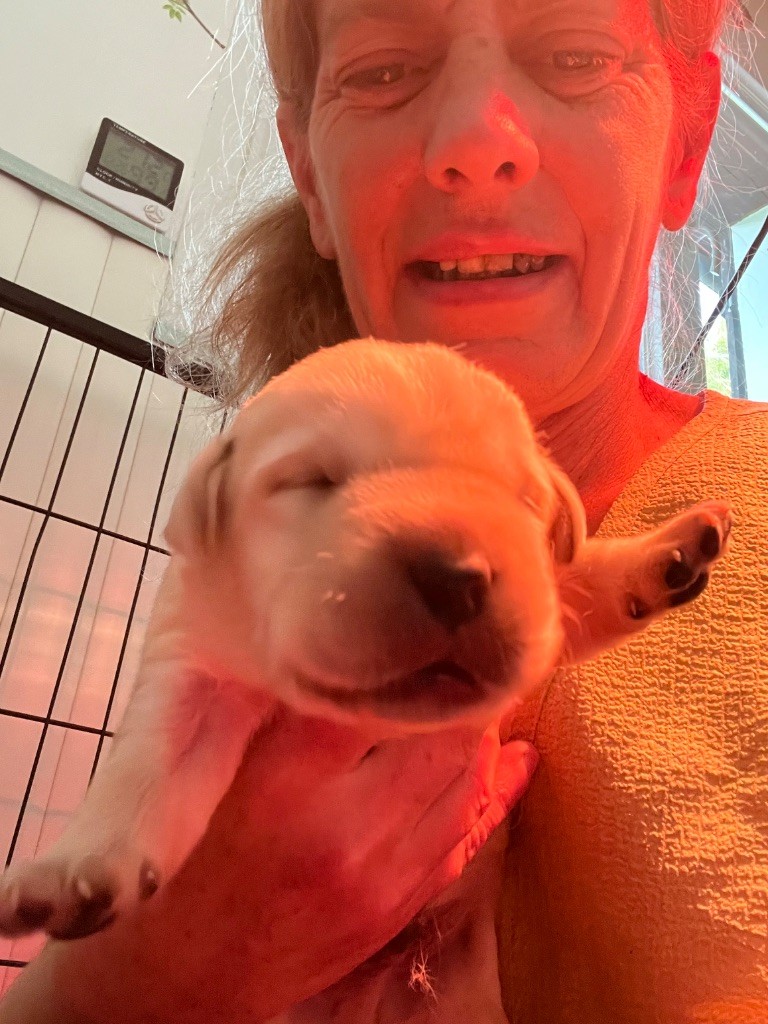 Des Yeux Doux - Chiots disponibles - Labrador Retriever