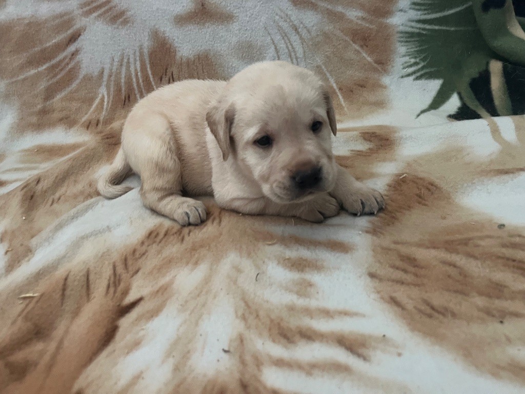 Des Yeux Doux - Chiots disponibles - Labrador Retriever