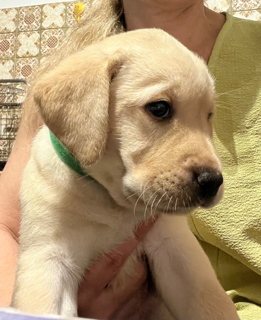 Des Yeux Doux - Chiots disponibles - Labrador Retriever
