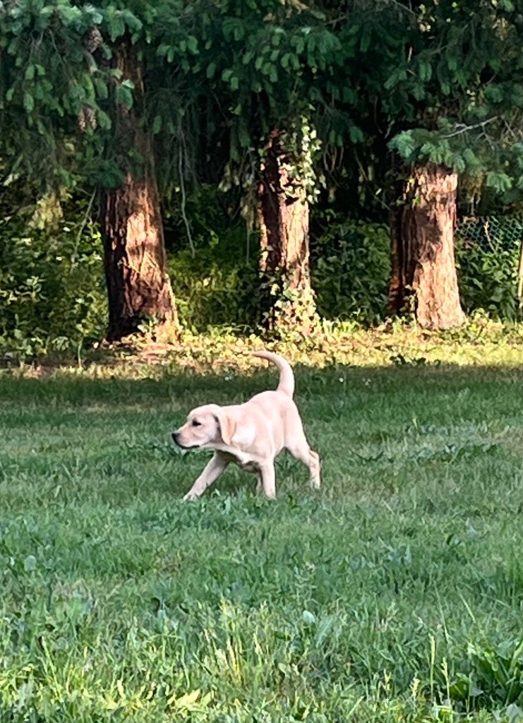 Des Yeux Doux - Chiots disponibles - Labrador Retriever