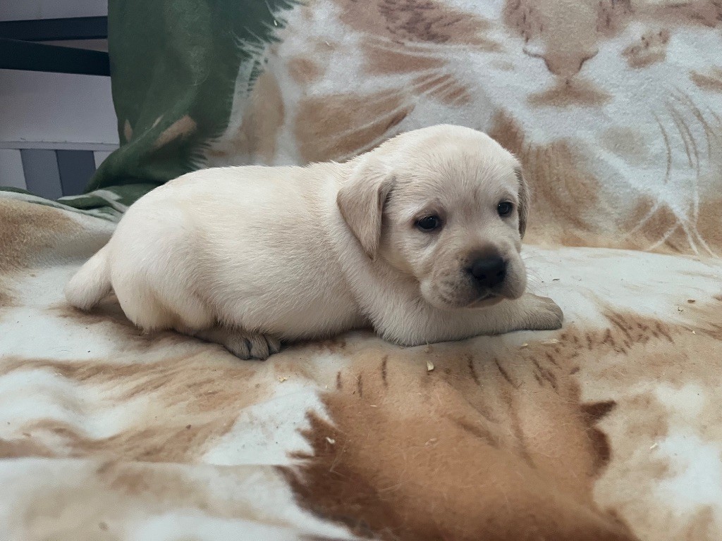 Des Yeux Doux - Chiots disponibles - Labrador Retriever