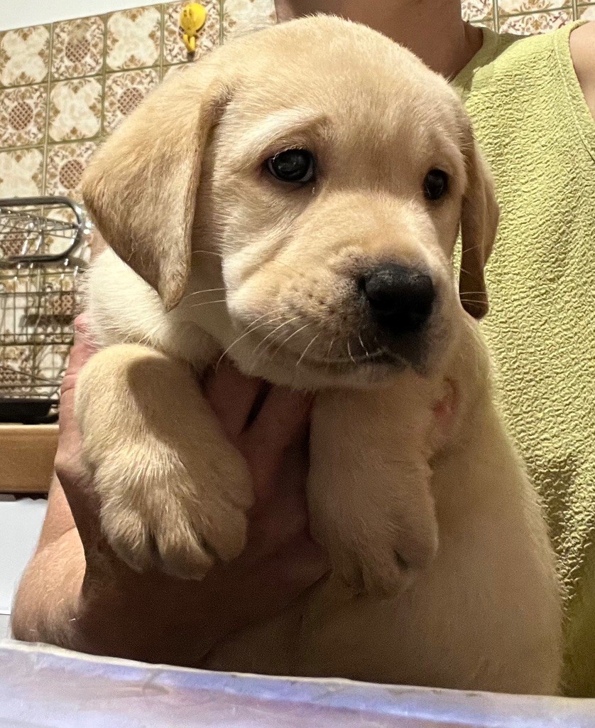 Des Yeux Doux - Chiots disponibles - Labrador Retriever