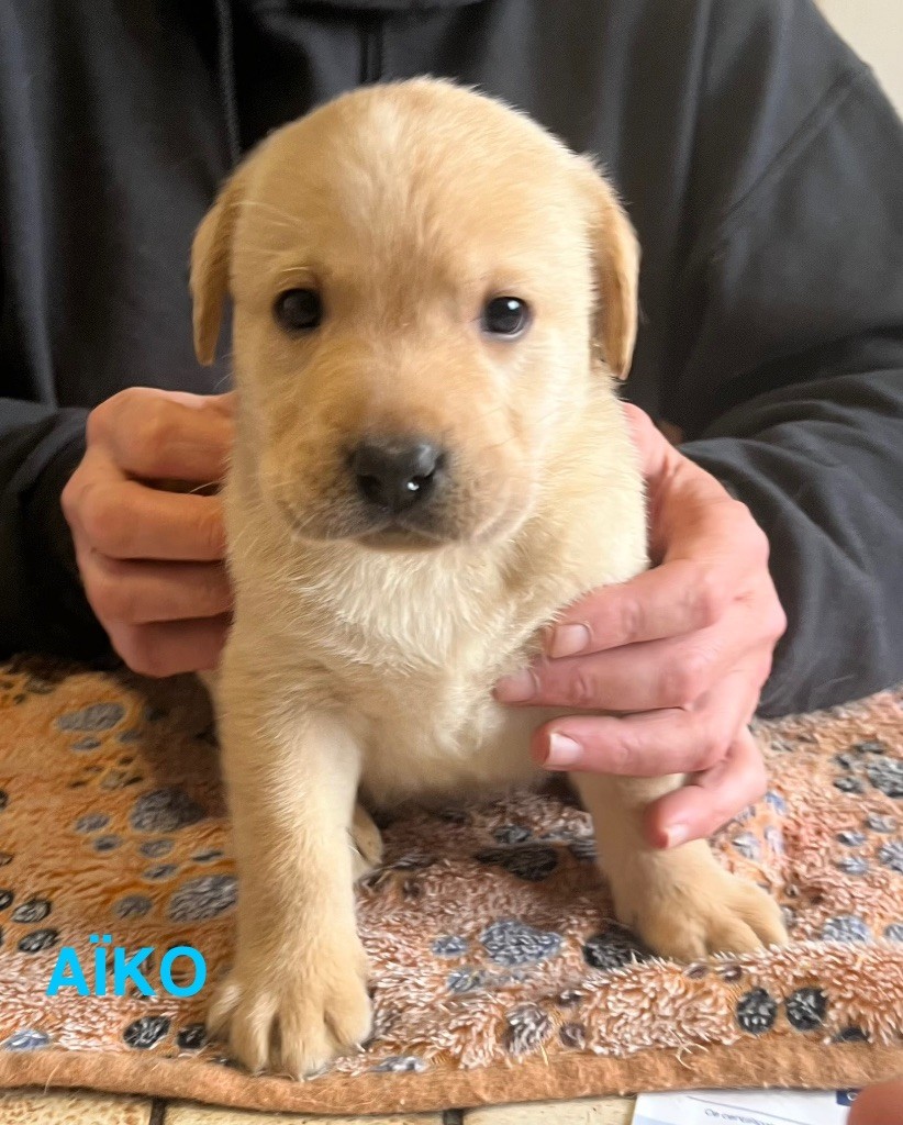 Des Yeux Doux - Chiots disponibles - Labrador Retriever